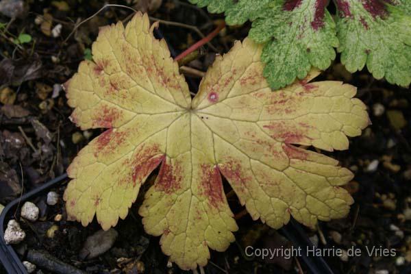 GERANIUM phaeum 'Saturn'