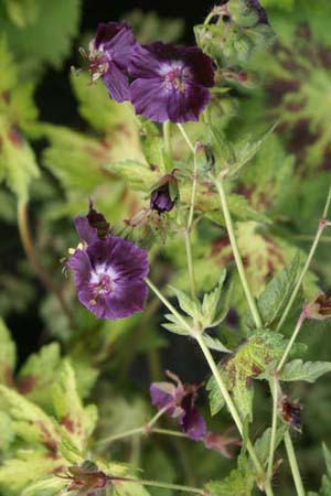 Geranium phaeum 'Springtime'