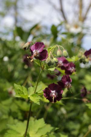 GERANIUM phaeum 'Séricourt'