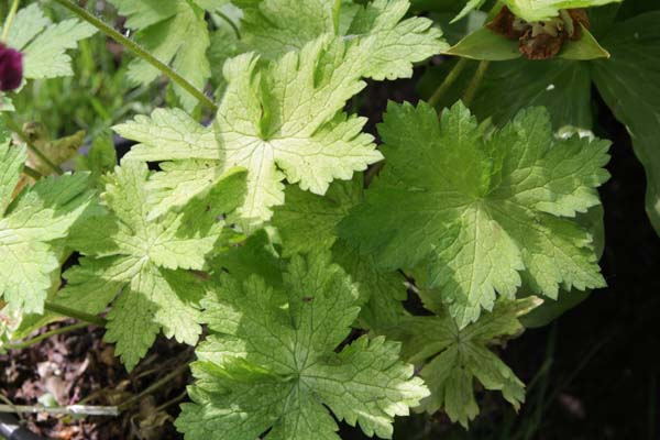 Geranium phaeum 'Séricourt'