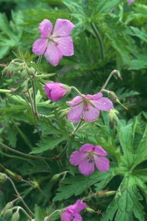 GERANIUM pratense 'Elizabeth Yeo'