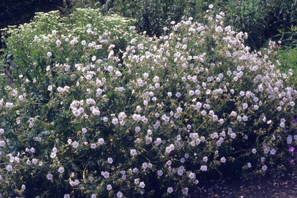 GERANIUM pratense 'Yorkshire Queen'