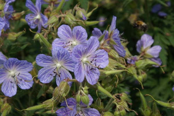 Geranium pratense 'Mrs Kendall Clark'