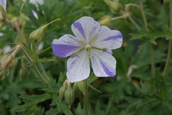 GERANIUM pratense 'Striatum' (Splish Splash)