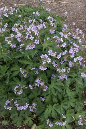 GERANIUM 'Prelude'