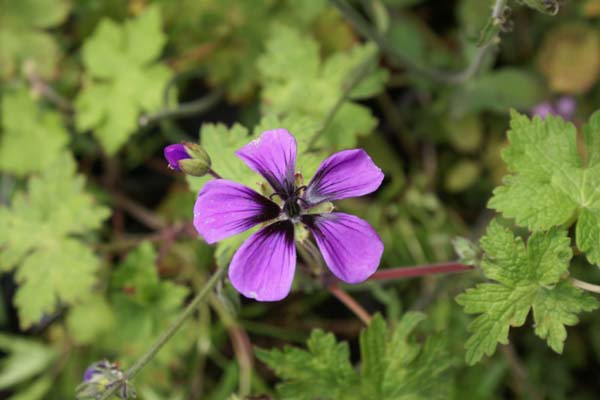Geranium procurrens