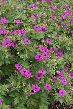 Geranium psilostemon