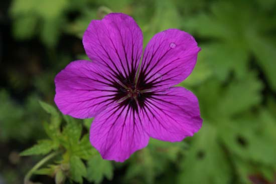 Geranium psilostemon 'Bressingham Flair'