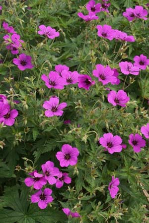 Geranium psilostemon 'Bressingham Flair'