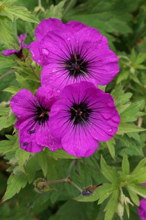GERANIUM psilostemon 'Fluorescent'