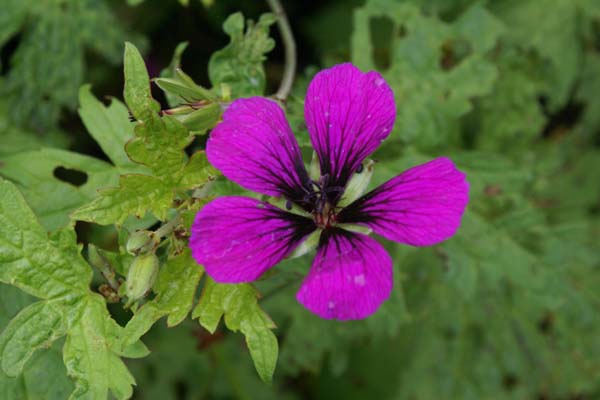 GERANIUM psilostemon 'Nicola'
