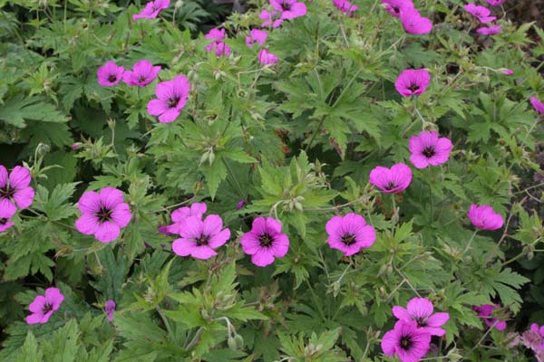 Geranium psilostemon 'Fluorescent'