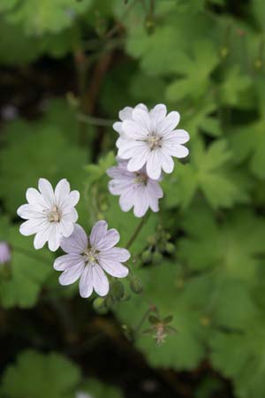 GERANIUM pyrenaicum 'Summer Snow'