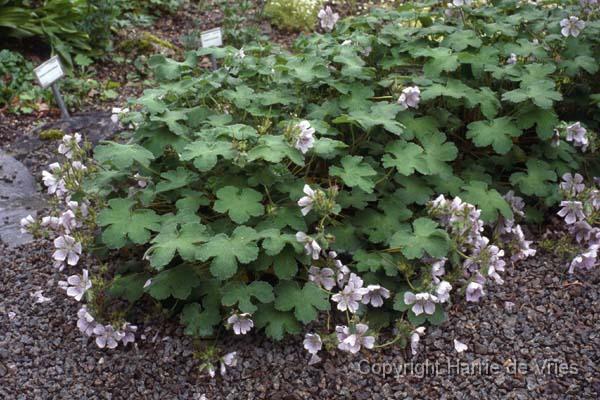 Geranium renardii