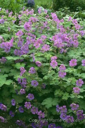 GERANIUM renardii 'Terre Franche'