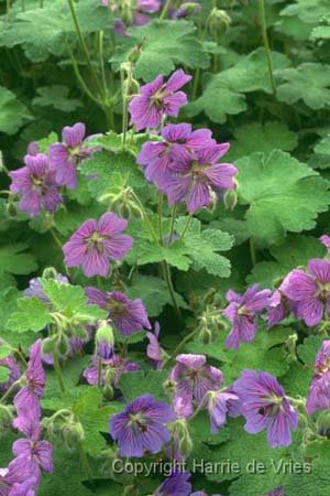 Geranium renardii 'Terre Franche'