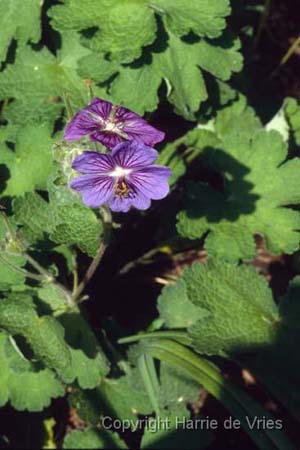 Geranium renardii 'Terre Franche'