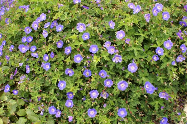 Geranium 'Rozanne'