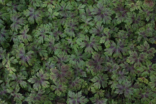 GERANIUM x oxonianum 'Celine'