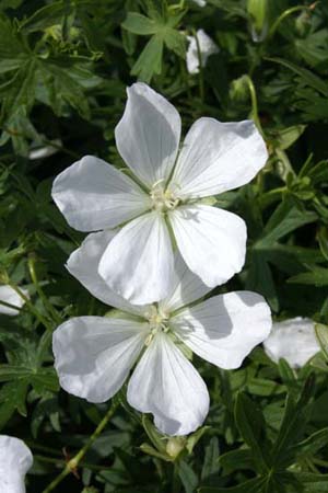 Geranium sanguineum 'Album'