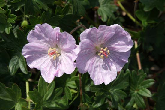 Geranium sanguineum 'Apfelblüte'