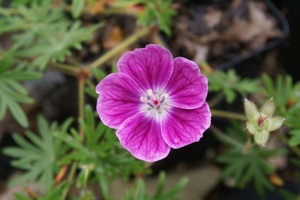 GERANIUM sanguineum 'Elke'