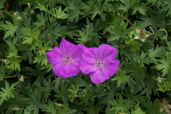 Geranium sanguineum 'Nanum'