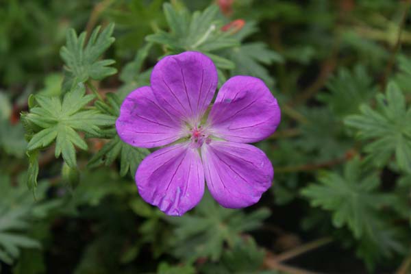 Geranium sanguineum 'Aviemore'