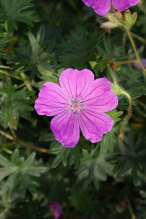 GERANIUM sanguineum 'Holden'