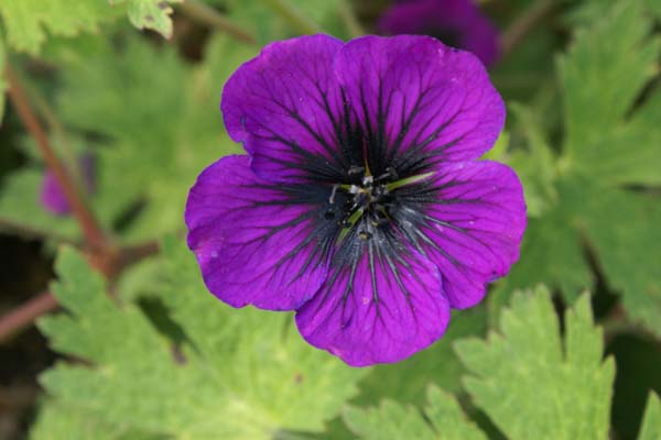 GERANIUM 'Sandrine'