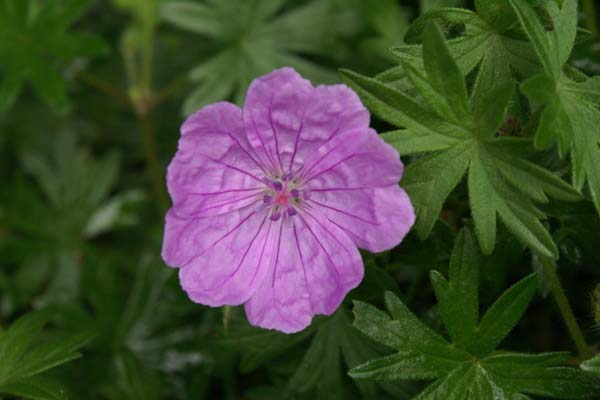 GERANIUM sanguineum 'Glenluce'