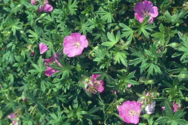 GERANIUM sanguineum 'Shepherds Warning'