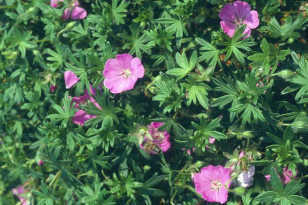 Geranium sanguineum 'Shepherds Warning'