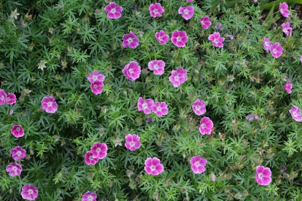 Geranium sanguineum 'Elke'