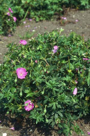 Geranium sanguineum 'Shepherds Warning'