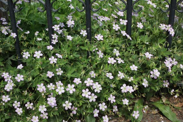 Geranium shikokianum 'Crûg's Cloak'