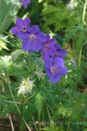 Geranium 'Spinners'