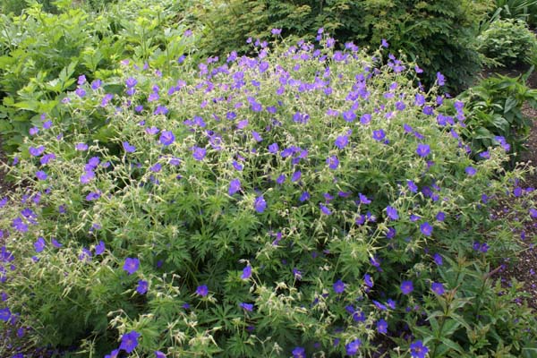 Geranium 'Spinners'