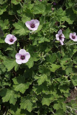 GERANIUM 'Storm Chaser'