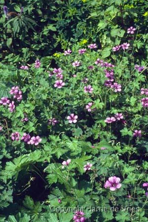 Geranium 'Sue Crûg'