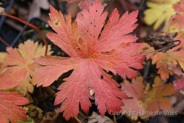 Geranium sylvaticum 'Amy Doncaster'