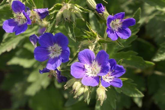 Geranium sylvaticum 'Amy Doncaster'