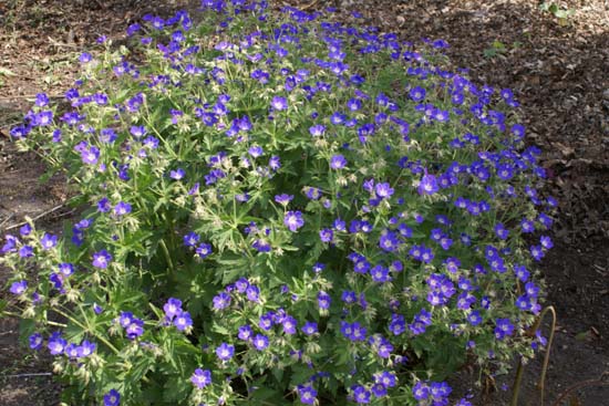 GERANIUM sylvaticum 'Amy Doncaster'