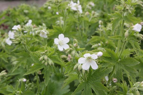 GERANIUM sylvaticum 'Album'