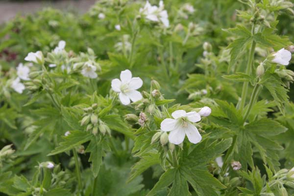 Geranium sylvaticum 'Album'