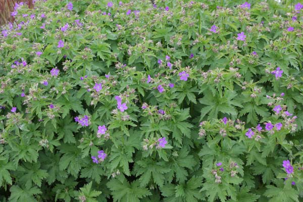 Geranium sylvaticum 'Mayflower'