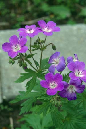 Geranium sylvaticum 'Mayflower'