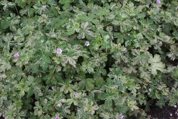 Geranium thunbergii 'Jesters Jacket'