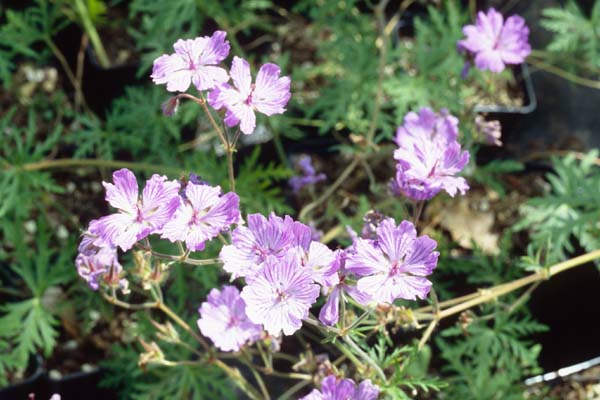 GERANIUM tuberosum 'Leonidas' (macrostylum)