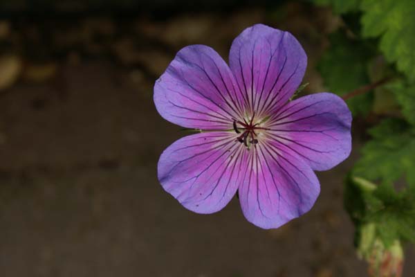 GERANIUM wallichianum 'Rainbow'